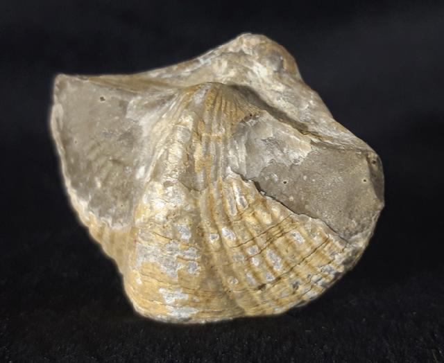 Licharewia rugulata KUTORGA 1842 - Bild &copy; FossNet FossilienStore